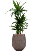 Dracaena fragrans 'Janet Craig' in Baq Opus Hit Hydrocultuur
