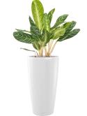 Aglaonema 'Key Lime' in Lechuza Rondo Grond (Vulkastrat) Grond (Vulkastrat)