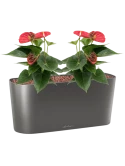 Anthurium andraeanum 'Sierra' in Lechuza Delta 20 Hydrocultuur Hydrocultuur