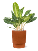 Aglaonema 'Key Lime' in Chao Grond (Vulkastrat)