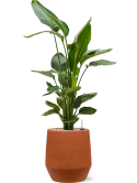 Strelitzia nicolai in Humus Grond (Vulkastrat)