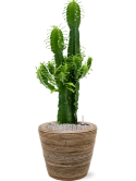 Euphorbia erytrea in Drypot Rattan Stripe Grond (Vulkastrat)