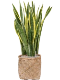 Sansevieria trifasciata 'Laurentii' in Bohemian Grond (Vulkastrat) Grond (Vulkastrat)