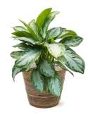 Aglaonema 'Silver Bay' in Drypot Rattan Stripe Grond (Vulkastrat)
