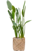 Strelitzia reginae in Bohemian Grond (Vulkastrat)