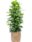 Ficus cyathistipula in Bohemian Grond (Vulkastrat) Grond (Vulkastrat)