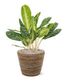 Aglaonema 'Key Lime' in Drypot Rattan Stripe Grond (Vulkastrat)