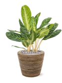 Aglaonema 'Key Lime' in Drypot Rattan Stripe Grond (Vulkastrat) met Ardenner Split grijs 7-14 mm