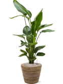 Strelitzia nicolai in Drypot Rattan Stripe Grond (Vulkastrat)