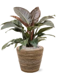 Philodendron `Imperial Red' in Drypot Rattan Stripe Grond (Vulkastrat)