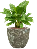 Aglaonema 'Stripes' in Baq Lava Hydrocultuur