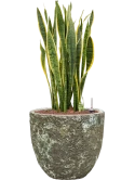 Sansevieria trifasciata 'Laurentii' in Baq Lava Hydrocultuur Hydrocultuur