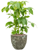 Schefflera actinophylla 'Amate' in Baq Lava Hydrocultuur Hydrocultuur