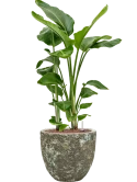 Strelitzia nicolai in Baq Lava Hydrocultuur