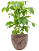 Schefflera actinophylla 'Amate' in Baq Lava Hydrocultuur Hydrocultuur