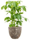 Schefflera actinophylla 'Amate' in Baq Lava Hydrocultuur