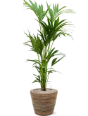 Kentia (Howea) forsteriana in Drypot Rattan Stripe Grond (Vulkastrat)