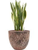 Sansevieria trifasciata 'Laurentii' in Baq Lava Hydrocultuur Hydrocultuur