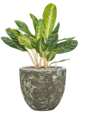 Aglaonema 'Key Lime' in Baq Lava Grond (Vulkastrat)