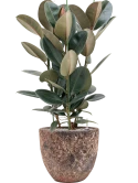 Ficus elastica 'Abidjan' in Baq Lava Grond (Vulkastrat)