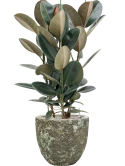 Ficus elastica 'Abidjan' in Baq Lava Grond (Vulkastrat)