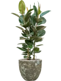 Ficus elastica 'Robusta' in Baq Lava Grond (Vulkastrat)