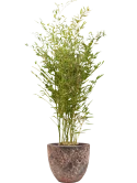 Phyllostachys bissetii in Baq Lava Grond outdoor
