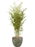 Phyllostachys bissetii in Baq Lava Grond outdoor met Boomschors