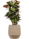 Croton (Codiaeum) variegatum 'Petra' in Humus Grond (Vulkastrat)