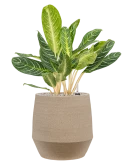 Aglaonema 'Key Lime' in Humus Grond (Vulkastrat)