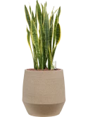 Sansevieria trifasciata 'Laurentii' in Humus Hydrocultuur