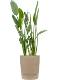 Strelitzia reginae in Chao Grond (Vulkastrat)