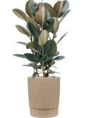 Ficus elastica 'Abidjan' in Chao Grond (Vulkastrat)