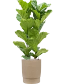 Ficus lyrata in Chao Grond (Vulkastrat)