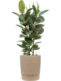 Ficus elastica 'Robusta' in Chao Grond (Vulkastrat)