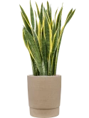 Sansevieria trifasciata 'Laurentii' in Chao Grond (Vulkastrat)
