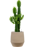 Euphorbia erytrea in Humus Grond (Vulkastrat)