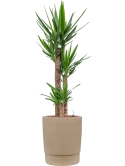 Yucca elephantipes in Chao Hydrocultuur