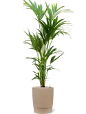Kentia (Howea) forsteriana in Chao Grond (Vulkastrat)