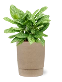 Aglaonema 'Stripes' in Chao Hydrocultuur