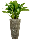 Aglaonema 'Freedman' in Baq Lava Grond (Vulkastrat)