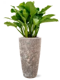 Aglaonema 'Freedman' in Baq Lava Grond (Vulkastrat)