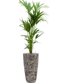 Kentia (Howea) forsteriana in Baq Lava Grond (Vulkastrat)