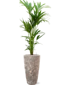 Kentia (Howea) forsteriana in Baq Lava Grond (Vulkastrat)