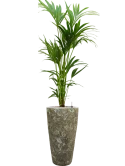 Kentia (Howea) forsteriana in Baq Lava Grond (Vulkastrat)