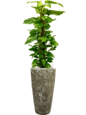 Scindapsus (Epipremnum) 'Aureum' in Baq Lava Grond (Vulkastrat)