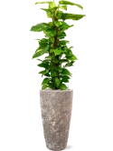Scindapsus (Epipremnum) 'Aureum' in Baq Lava Grond (Vulkastrat)