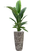 Spathiphyllum 'Sensation' in Baq Lava Grond (Vulkastrat)