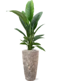 Spathiphyllum 'Sensation' in Baq Lava Grond (Vulkastrat)