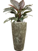 Philodendron `Imperial Red' in Baq Lava Grond (Vulkastrat)